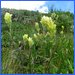 White Indian Paintbrush - Glacier Peak