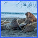 Svalbard Ski & Sail 3