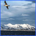 Svalbard Ski & Ski 18